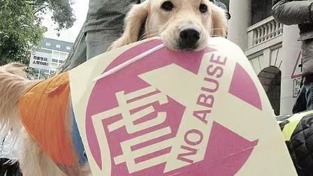 幻灯片-腼腆的木偶网络科技工作室 官网